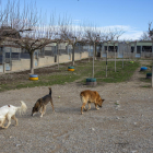 Instalaciones de la Protectora d’Animals de Tàrrega, que actualmente acoge a 60 perros.