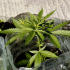 Detall d'una planta de marihuana