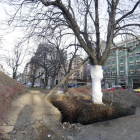Un dels arbres que seran trasplantats demà de la plaça Ramon Berenguer a davant de l’estació.