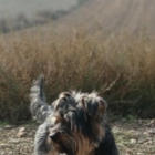 Una família de Penelles ofereix mil euros de recompensa per recuperar el seu gos