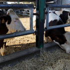 Una vaca menja el pinso adaptat per reduir emissions de gasos, ahir a la granja d’Alcarràs.