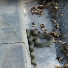 La serpiente hallada el martes en la calle Jaume d’Agramunt. 