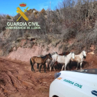 Denuncien una explotació ramadera de Soriguera pel mal estat de vuit cavalls