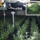 Un ganadero de Almenar descubre más de 300 plantas de marihuana en su granja