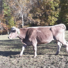 Imagen de una vaca con uno de los collares de la prueba piloto.