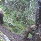 Imagen de archivo de crías de oso en Alt Àneu, captadas por técnicos del proyecto Piroslife en 2017.