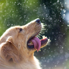 Els animals també pateixen els efectes dels cops de calor