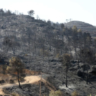 Bosc devastat a la Ribera d’Ebre.