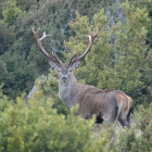 Imagen de archivo de un ciervo en la reserva nacional de caza de Boumort.