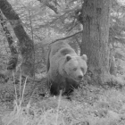 Imagen de archivo de un oso.