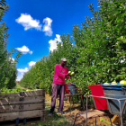 Inicio de la recogida de manzana Golden ayer en una finca de L’Horta de Lleida.