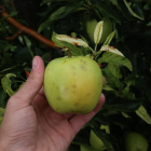 Detalle de una manzana de la variedad Golden dañada por el pedrisco del martes en Golmés.