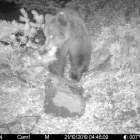 Imagen del oso Cachou comiendo la carroña con repelente. 