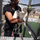 Rescaten set cigonyes atrapades al camp de futbol de Balaguer