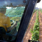Imatge d’un agricultor treballant amb el tractor en una finca de vinyes.