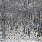Els Bombers donen per estabilitzat l'incendi forestal de Capellades