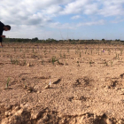 Las alta temperaturas de otoño retrasan la recolección del azafrán