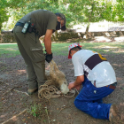 Los Agentes Rurales pudieron capturar al animal. 