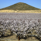 Camps de fruiters florits per la calor d’aquests dies a Seròs, al Baix Segre.