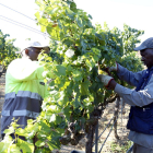 Dos trabajadores cosechando uva en Raimat, ayer por la mañana, en el inicio de la vendimia.