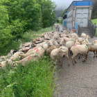 Arribada de ramats a Casau per al reagrupament l’any passat.