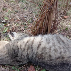 Investigan la muerte de varios gatos con lazos trampa en Tarragona