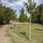 Imagen de algunos de los nuevos árboles junto al parque infantil.