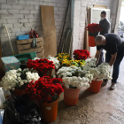 El Patronato del Corpus de Lleida, preparando ayer las flores con las que decorarán el Eix. 