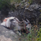 El burro cayó el jueves por un desnivel en el Congost de Mont-rebei y no podía salir. 