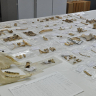 Restes trobades a la cova els Trocs ubicada a Sant Feliu de Veri, a Bissaürri.