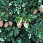 Una plantació de kiwis.