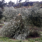 Un olivo partido en un campo de Vinaixa tras el temporal.