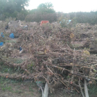 El agua arrasó numerosos olivos en esta finca de l’Albi.