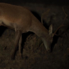 Imagen nocturna de un un ciervo en los montes de Fraga.