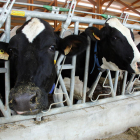 Imagen de archivo con vacas de aptitud láctea.