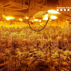Plantació de marihuana en una nau industrial d'Òdena.