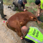 Un dels vedells abatuts amb un dard abans ser traslladat a la granja d’Algerri.