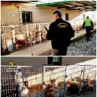 Detinguts veterinari i criador per tallar les cordes vocals a 10 gossos