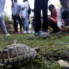 Alliberen més tortugues mediterrànies a Bovera