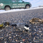 Más mortalidad en las carreteras  - Los Agentes Rurales alertan del aumento de mortalidad de pequeños pájaros que, para intentar conseguir alimento, se posan en las carreteras ya que están  limpias de nieve debido al paso constante de vehículo ...