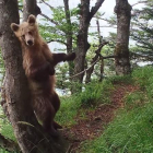Imagen de un oso captado por las cámaras del Gobierno francés. 