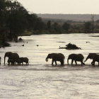 A la reserva de Selous (Tanzània) els elefants han passat de 70.000 a 13.000 en deu anys.