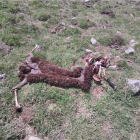Les restes del xai devorat trobats ahir a Gessa.