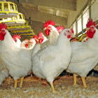 Imagen de archivo de un grupo de gallinas en una explotación avícola.