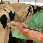 La UdL ha desarrollado un nuevo sistema para impedir las gestaciones dobles en vacas lecheras.
