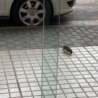 Ratas en la calle