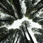 És la reforestació una solució per combatre el canvi climàtic?