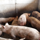 Imagen de archivo de una granja de porcino leridana en pleno verano.