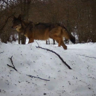 Un ejemplar de lobo adulto, en una zona boscosa donde ha sido reintroducido. 