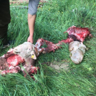 Les restes de l’ovella devorada que es va trobar a Betlan.